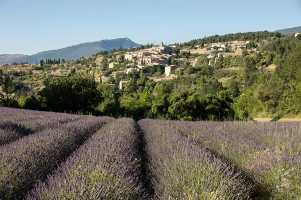 A lavender field with the village of Aurel beyond, the Vaucluse, Provence, France — Stock Photo, Image