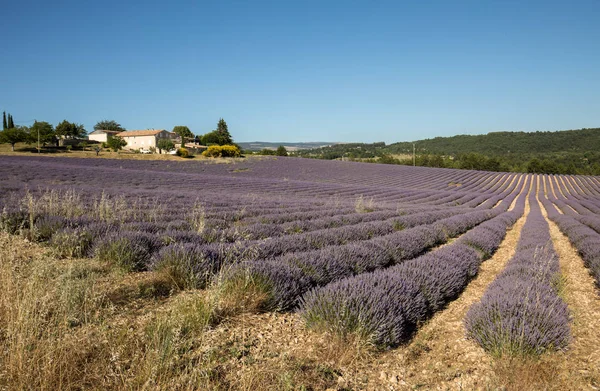 Campo de lavanda na Provença, perto de Sault, França — Fotografia de Stock