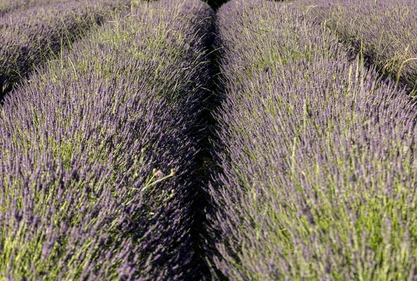 Levandulové pole v provence, poblíž sault, Francie — Stock fotografie