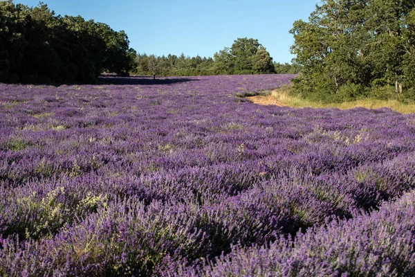 Campo de lavanda na Provença, perto de Sault, França — Fotografia de Stock