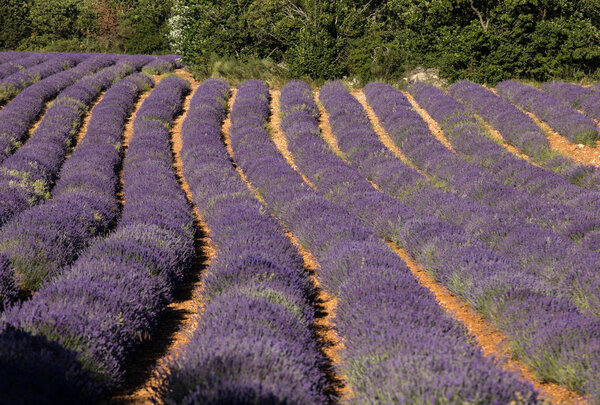 Поле лаванды в Провансе, недалеко от города Соль, Франция
