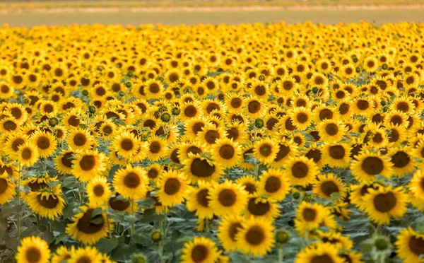 Zonnebloemen veld in de buurt van Arles in Provence, Frankrijk — Stockfoto