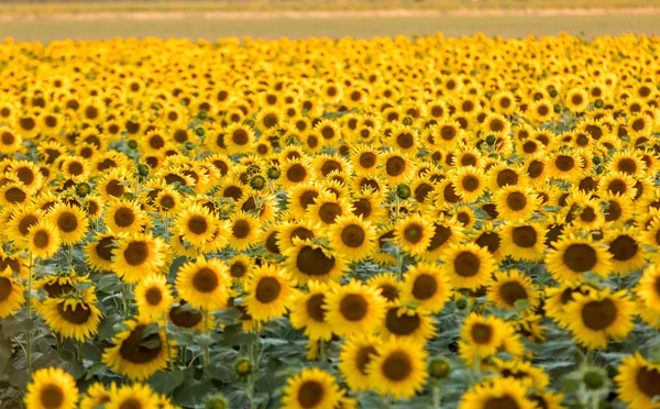 Sonnenblumenfeld bei Arles in der Provence, Frankreich — Stockfoto