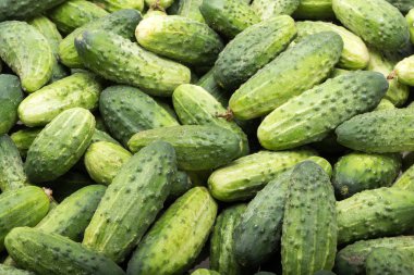 Arka planda bir sürü genç salatalık