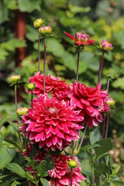 Kırmızı yıldız çiçeği çiçek yaz bahçesinde başkanı