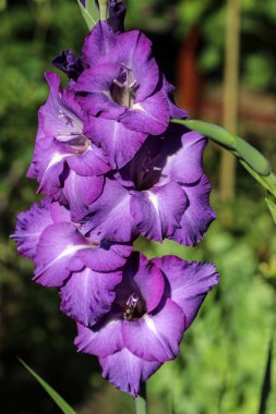 Gladious çiçek yaz bahçesinde Başkanı