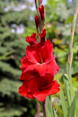 Gladious çiçek yaz bahçesinde Başkanı
