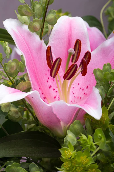 Закрыть розовый лиловый цветок — стоковое фото