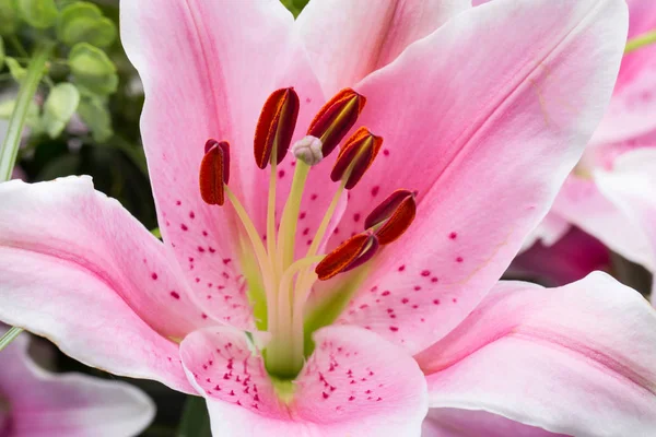 Крупним планом рожева квітка лілії — стокове фото