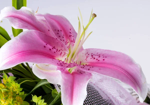 Close up de flor de lírio rosa — Fotografia de Stock