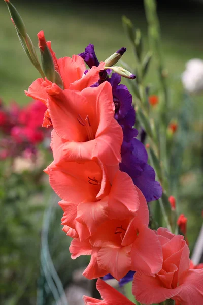 Head of  gladious flower in summer garden — Stock Photo, Image