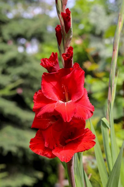 Gladious çiçek yaz bahçesinde Başkanı