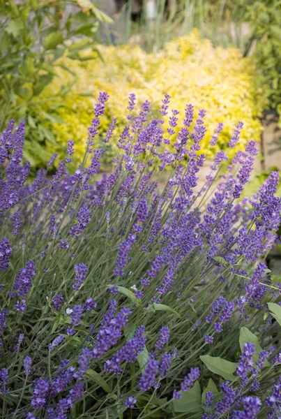 Jardín con la floreciente lavanda —  Fotos de Stock