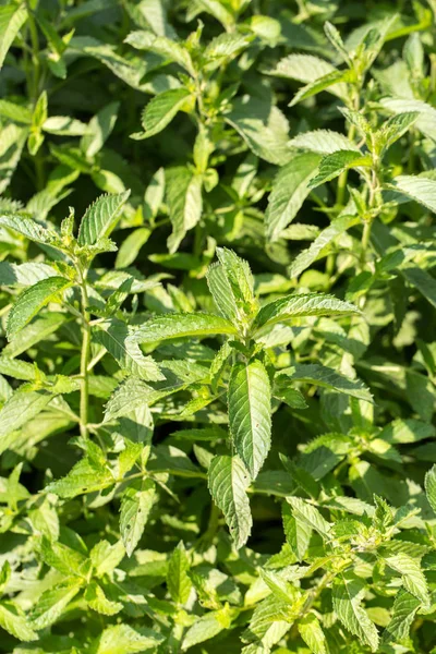 Mint tanaman tumbuh di kebun sayuran — Stok Foto