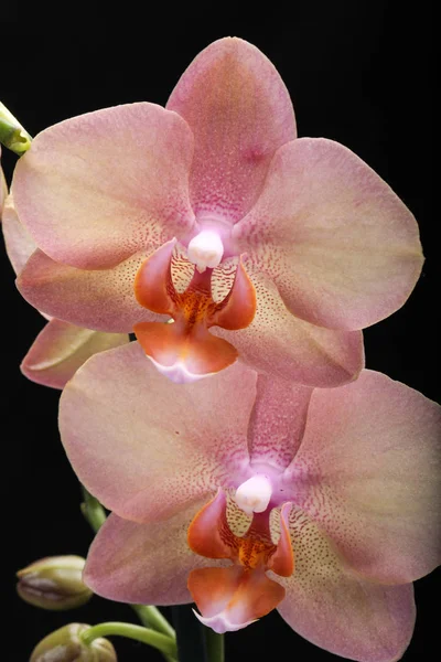 Pastel orchid flower isolated on black background — Stock Photo, Image