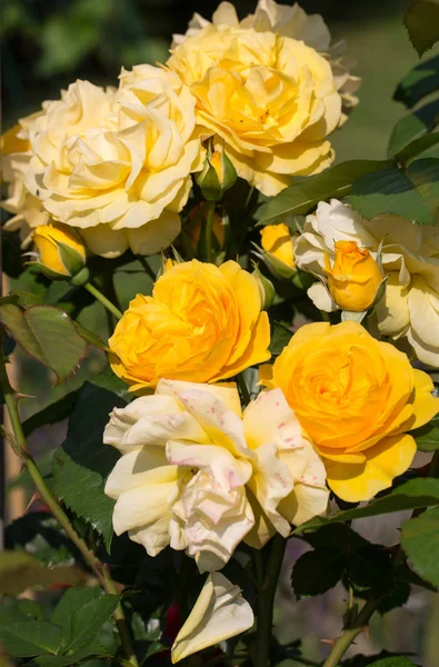 Rosa amarela no ramo no jardim — Fotografia de Stock