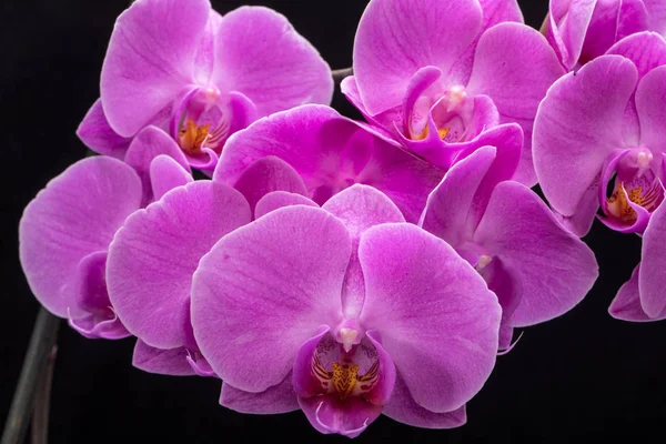 siyah arka plan üzerine izole pembe orkide çiçek.