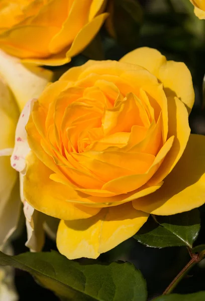 Sárga rózsa a kert ágán — Stock Fotó