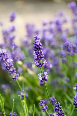  Provence, Sault, Fransa içinde gelişen lavanta.