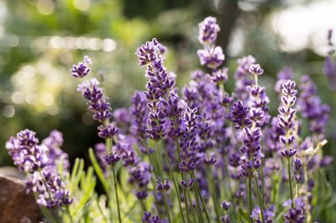  Provence, Sault, Fransa içinde gelişen lavanta.