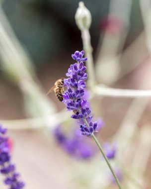  Provence, Sault, Fransa içinde gelişen lavanta.