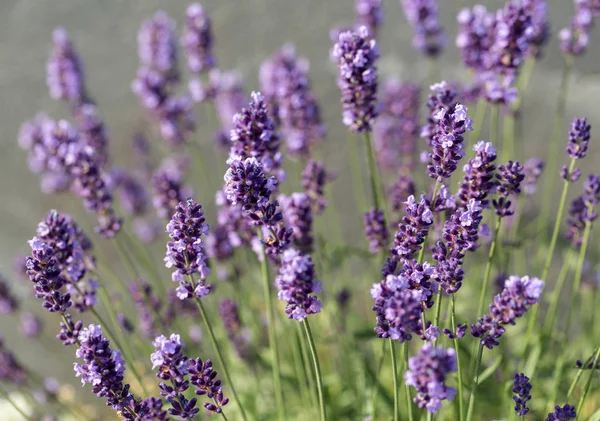 A lavanda florescente em Provence, perto de Sault, França . — Fotografia de Stock