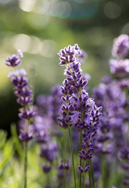 La fiorente lavanda in Provenza, vicino a Sault, Francia . — Foto Stock