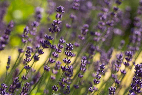 Der blühende Lavendel in der Provence, in der Nähe von sault, Frankreich. — Stockfoto