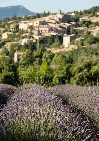 Ein Lavendelfeld mit dem Dorf von aurel jenseits, dem vaucluse, provence, france — Stockfoto