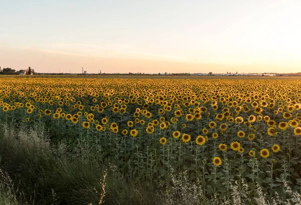 Słoneczniki pola w pobliżu Arles w Prowansji, Francja. — Zdjęcie stockowe