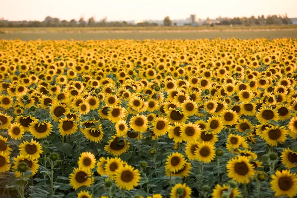 Campo de girassóis perto de Arles em Provence, França . — Fotografia de Stock