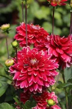 Sarı yıldız çiçeği çiçek yaz bahçesinde başkanı.