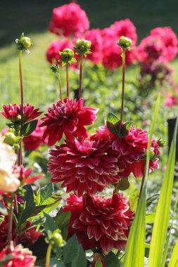Sarı yıldız çiçeği çiçek yaz bahçesinde başkanı.