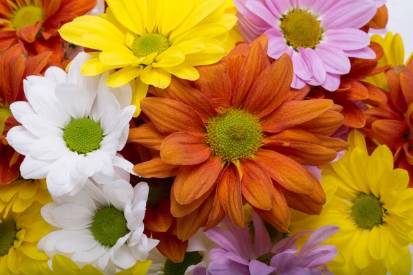 カラフルな菊の花のクローズ アップ. — ストック写真