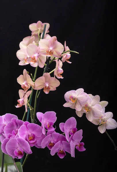 Beauté fleurs d'orchidée colorées isolées sur fond noir. — Photo