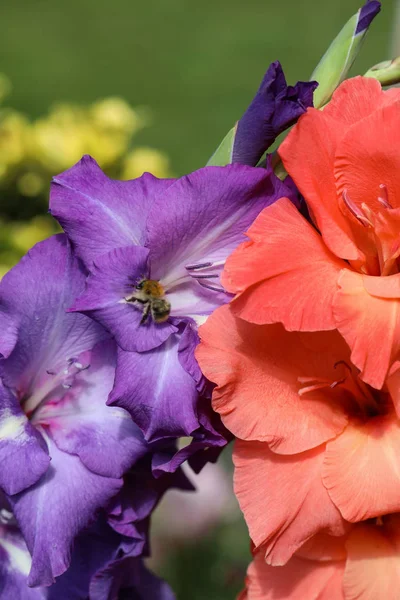 Cabeza de flor de gladiolo en jardín de verano. —  Fotos de Stock