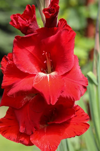 A gladiolus virág feje a nyári kertben. — Stock Fotó