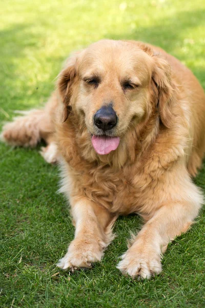 Portrait of beautiful golden retriever — Stock Photo, Image