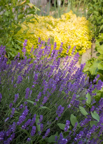 Trädgård med blomstrande lavendel. — Stockfoto