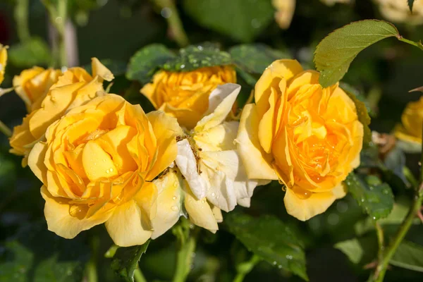 Gelbe Rose am Zweig im Garten. — Stockfoto