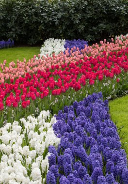 renkli Lale ve sümbül bir bahçede çiçek açan.