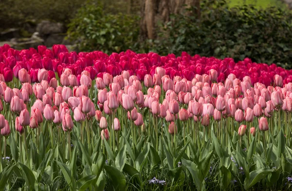 Fleurs de tulipes rouges et roses fleurissant dans un jardin — Photo