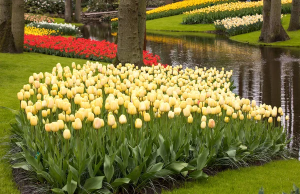 Colorful flowers in the Keukenhof Garden in Lisse, Holland, Netherlands. — Stock Photo, Image