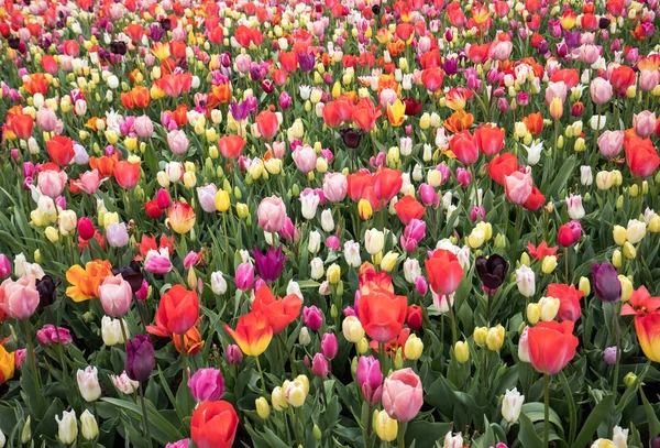 Fiori di tulipani che fioriscono in un giardino . — Foto Stock