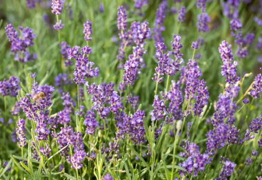  Provence, Sault, Fransa içinde gelişen lavanta.