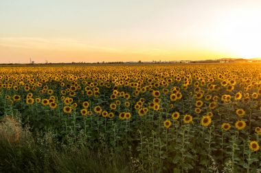 Ayçiçeği tarlada Arles Provence, Fransa.