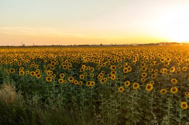 Sunflowers field near Arles  in Provence, France. clipart