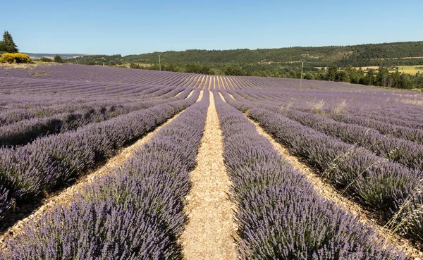 provence, lavanta alanına yakın sault, Fransa