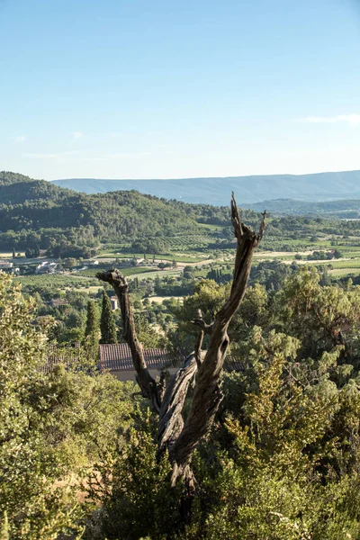 Panoramik ekili alanlar, üzüm bağları ve dağlarda Provence, Fransa