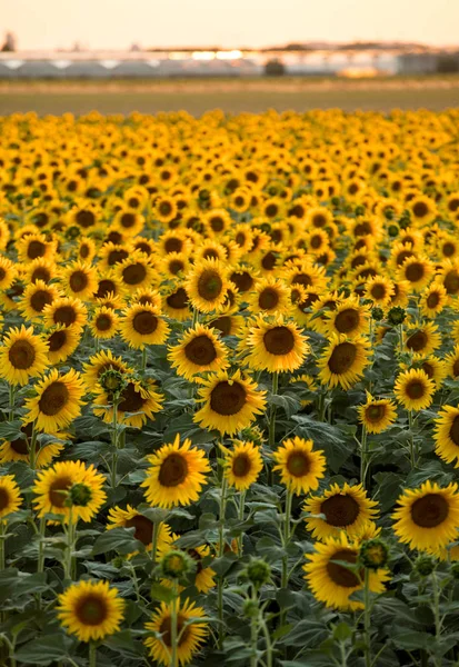 Campo de girasoles cerca de Arles en Provenza, Francia . — Foto de Stock